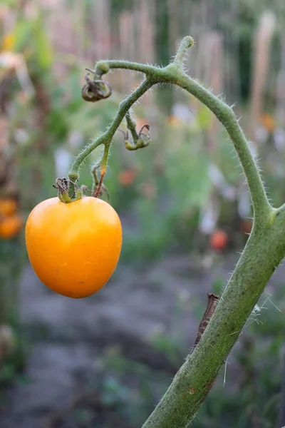 Tomates. Imagen de stock