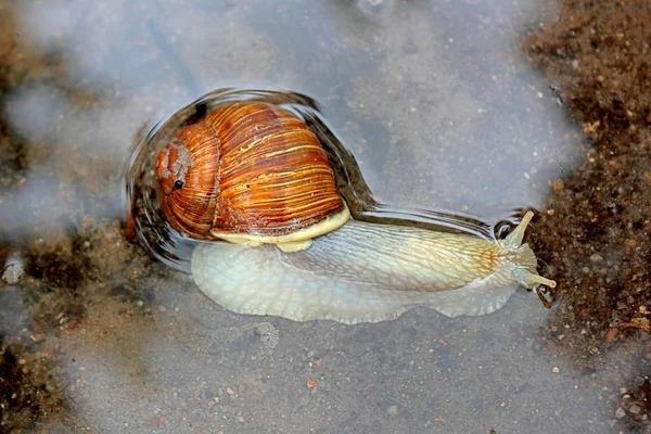 浮动的蜗牛. — 图库照片