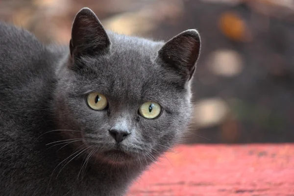 Careful look cat. — Stock Photo, Image