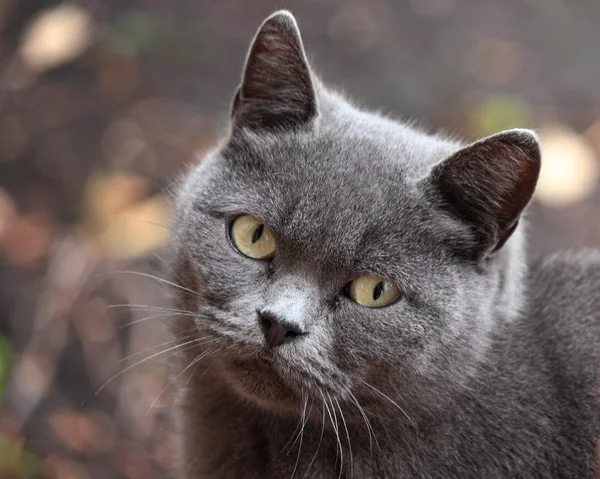 Careful look cat. — Stock Photo, Image