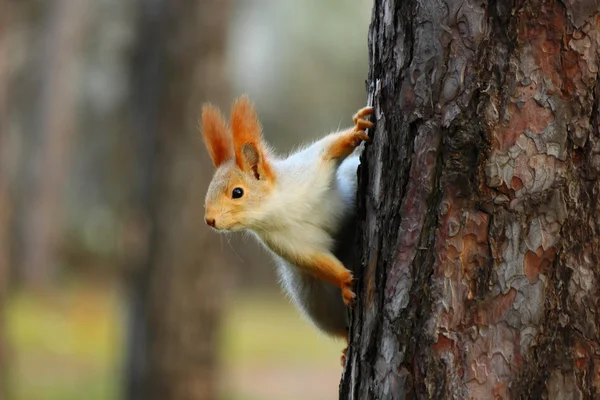 Liten ekorre i höst trä. — Stockfoto