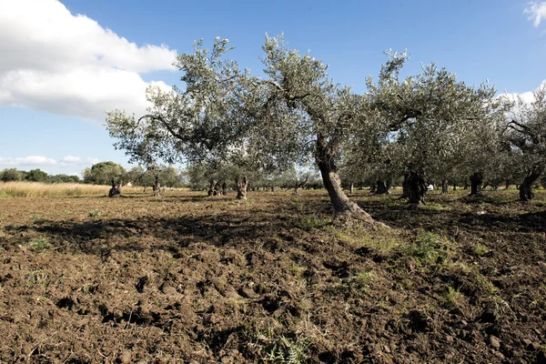 Пейзаж з оливковим деревом — стокове фото