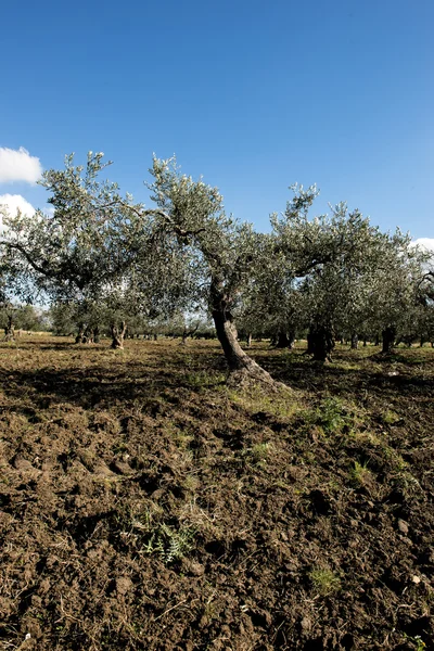 Оливкове дерево восени — стокове фото
