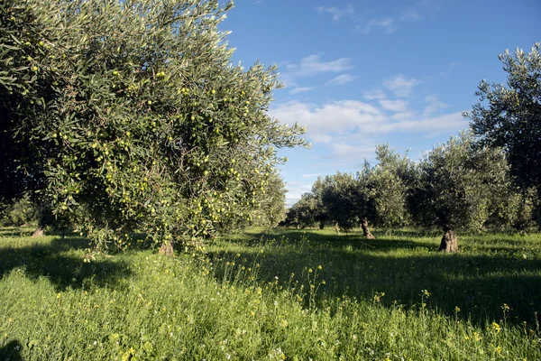 Оливкові дерева поспіль. Плантація і хмарне небо — стокове фото