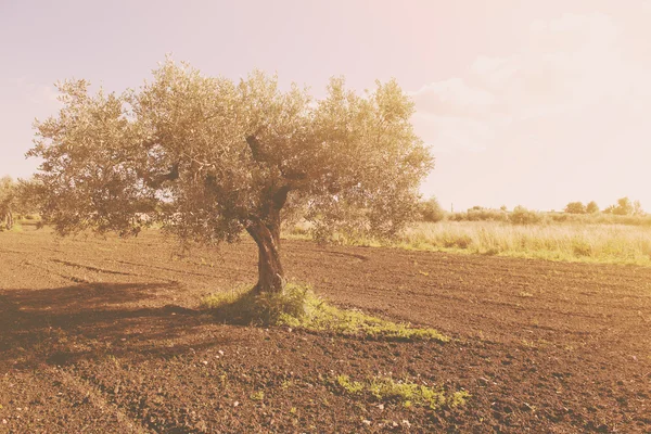 Campo cultivado con olivo — Foto de Stock