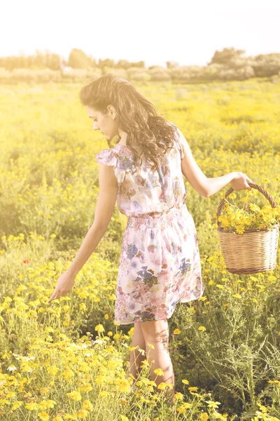 Mooie jonge vrouw in een veld madeliefjes plukken — Stockfoto