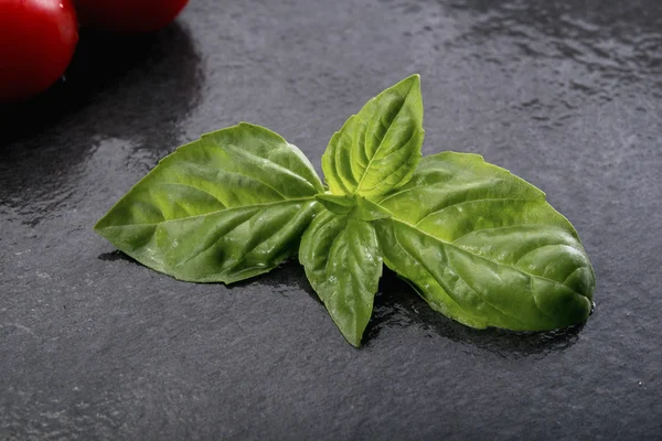 Basil pada latar belakang hitam — Stok Foto