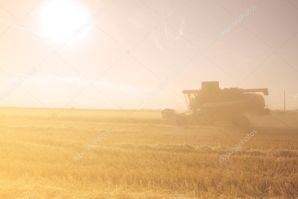 Combine harvester working on the wheat field