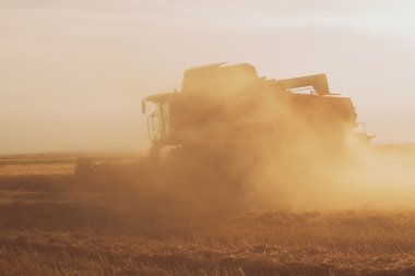 buğday alan birleştirme hasat eylem ile gün batımında