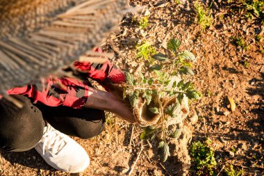 Domates eken bir çiftçinin sürdürülebilirlik ve kendi kendine üretilmiş gıda kavramının en üst görüntüsü