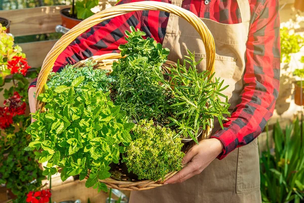 Rieten Mand Vol Aromatische Zaailingen Transplanteren Voor Voedsel Kruiden Handen — Stockfoto