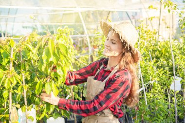 İlkbaharda serada bitki bakımı hobisi