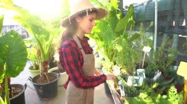 Genç bayan bahçıvan bitkilerin arasında yürüyor ve seradaki büyümeyi kontrol ediyor. yeşil ve ekoloji temalı küçük işletme kavramı