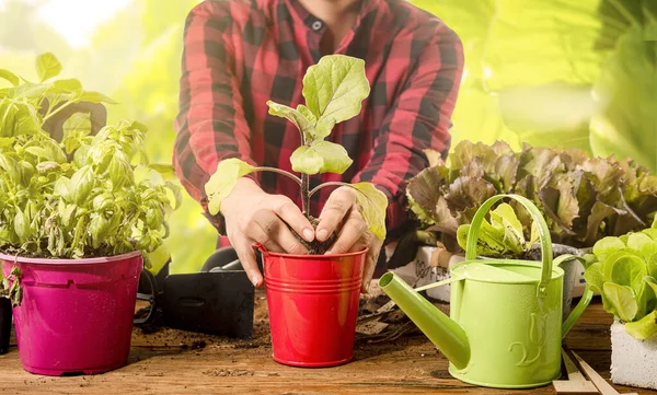 Ręce Sadzić Bakłażan Roślin Stole Koncepcja Zielonej Rozrywki Kontaktu Naturą — Zdjęcie stockowe