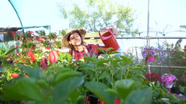 Genç bayan bahçıvan bitkileri suluyor ve seradaki büyümeyi kontrol ediyor. yeşil ve ekoloji temalı küçük işletme kavramı