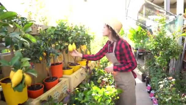 Genç Bayan Bahçıvan Bitkilerin Arasında Yürüyor Seradaki Büyümeyi Kontrol Ediyor — Stok video
