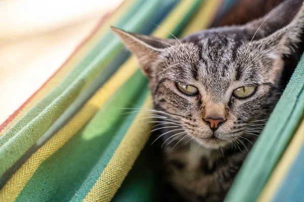 Gato Entediado Apenas Acordado Uma Rede — Fotografia de Stock