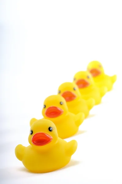 Yellow ducks — Stock Photo, Image