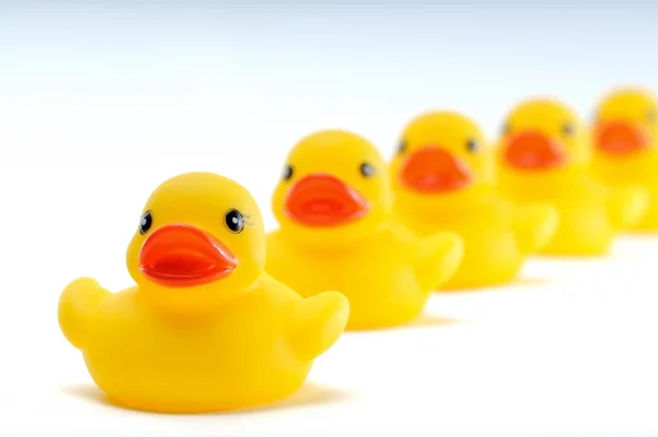 Ducks in a row — Stock Photo, Image