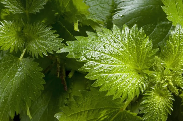 Green nettles — Stock Photo, Image