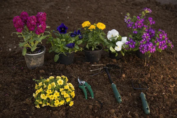 Verschillende bloemen voor de lente — Stockfoto