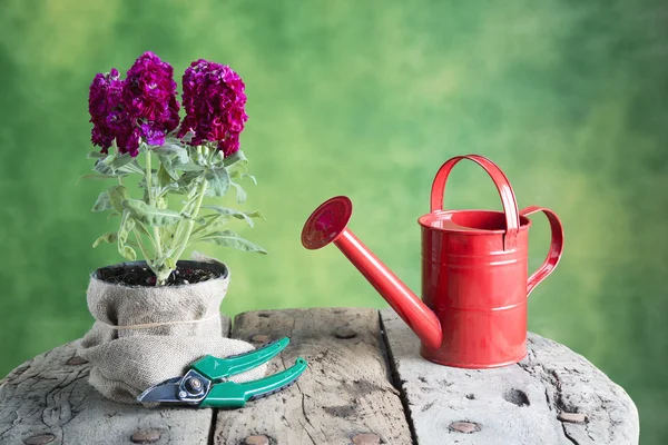 Flores, regando lata, ferramentas na mesa de madeira — Fotografia de Stock
