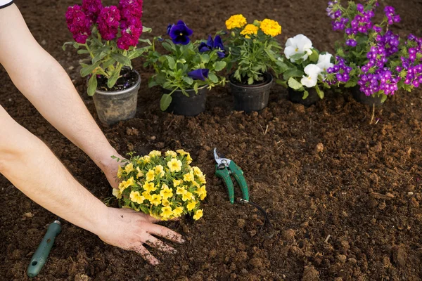 Flores de primavera — Fotografia de Stock