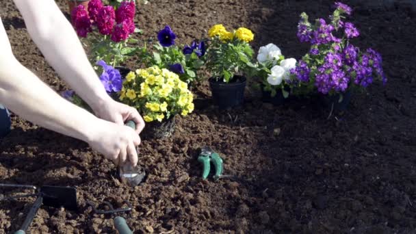 Plantación de plántulas y riego en el jardín del patio trasero — Vídeos de Stock