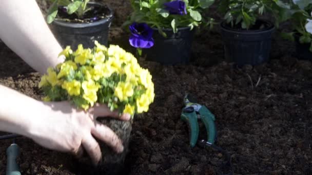 Jardinero plantas flores para la primavera — Vídeo de stock