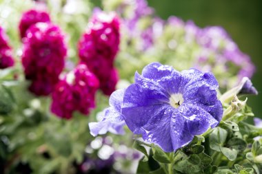 ilk çiçek bahar seçici odak için renkli çiçekler