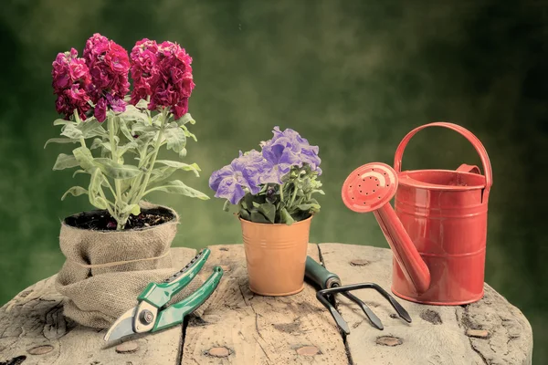 Blommor och trädgårdsredskap på bord av trä varmt filter tillämpas Royaltyfria Stockfoton