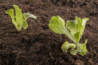 Yeni marul fidesi bahçede