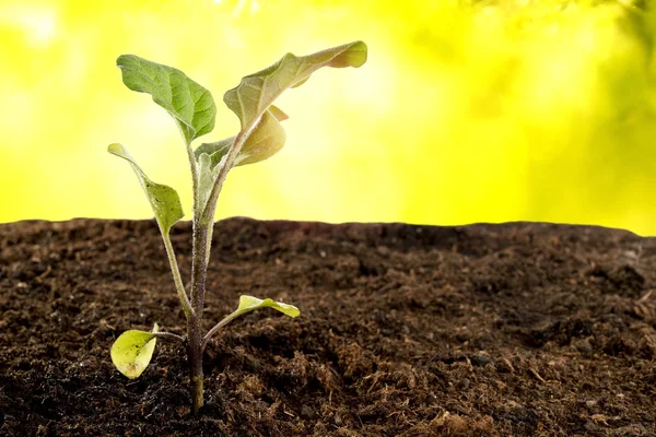 Single eggplant seedlings to be planted in the garden — Stock Photo, Image