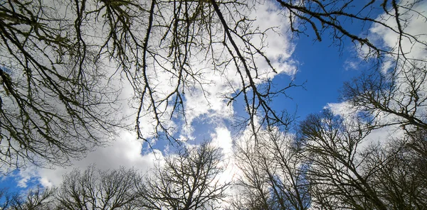 Mirando a través de una arboleda de árboles altos — Foto de Stock