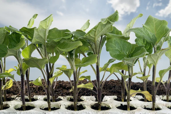 Seedlings in the vegetable garden — Stock Photo, Image