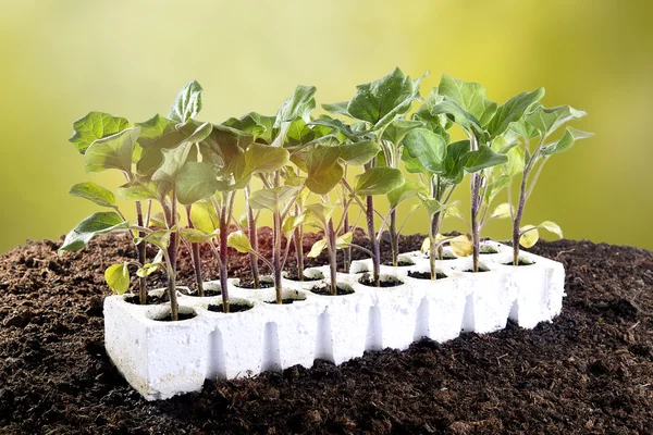 Eggplant seedlings to be planted in the garden — Stock Photo, Image