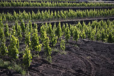 saç ekimi bağ Etna tipik