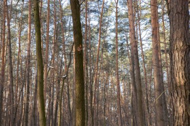 Güneşli bir günde orman manzarası. Bir kırmızı sincap bir ağaç dalında oturur. Doğa, hayvan, vahşi, doğayla temas, bitki örtüsü ve hayvan, çam ormanı.