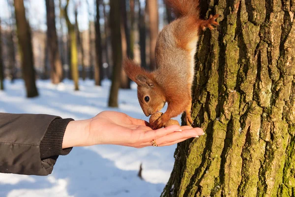 Squirrel Takes Nut Woman Hands While Sitting Tree Animal Furry Stock Image