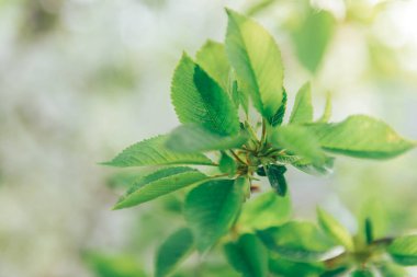 Çiçek açan ağaçların bahar dalları. Beyaz çiçeklerdeki kiraz ağacı. Bulanık arkaplan.