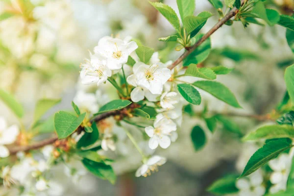 Ramas Primavera Árboles Florecientes Cerezo Flores Blancas Fondo Borroso — Foto de Stock