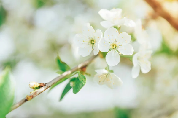 Ramas Primavera Árboles Florecientes Cerezo Flores Blancas Fondo Borroso — Foto de Stock