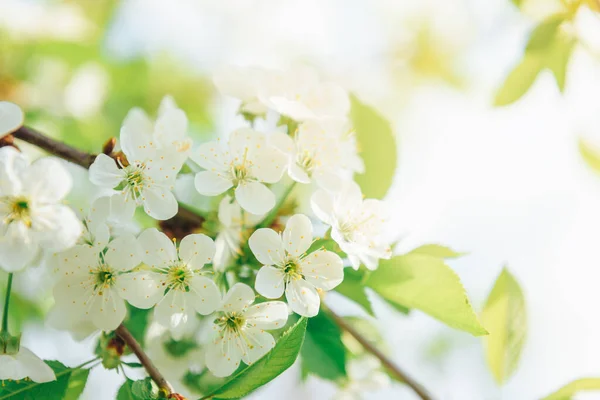 Ramas Primavera Árboles Florecientes Cerezo Flores Blancas Fondo Borroso — Foto de Stock