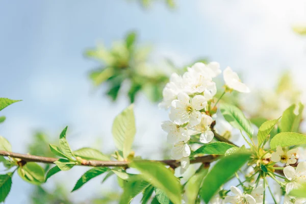 Ramas Primavera Árboles Florecientes Cerezo Flores Blancas Fondo Borroso — Foto de Stock