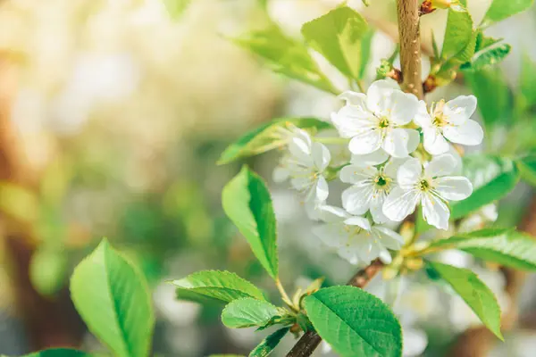 Ramas Primavera Árboles Florecientes Cerezo Flores Blancas Fondo Borroso — Foto de Stock