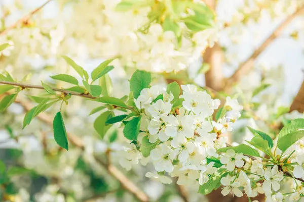 Ramas Primavera Árboles Florecientes Cerezo Flores Blancas Fondo Borroso — Foto de Stock