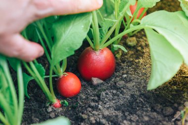 Yerde taze kırmızı turp var..