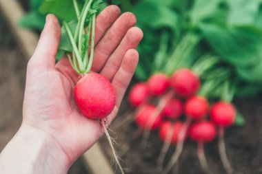 Yerde taze kırmızı turp var..