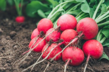 Yerde taze kırmızı turp var..