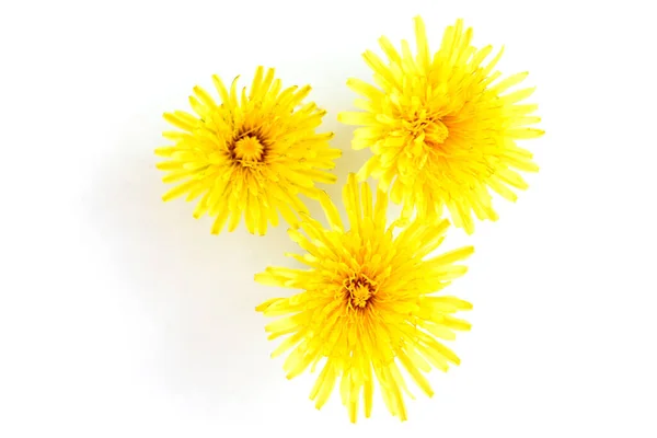 Dandelion Isolated White Background — Stock Photo, Image